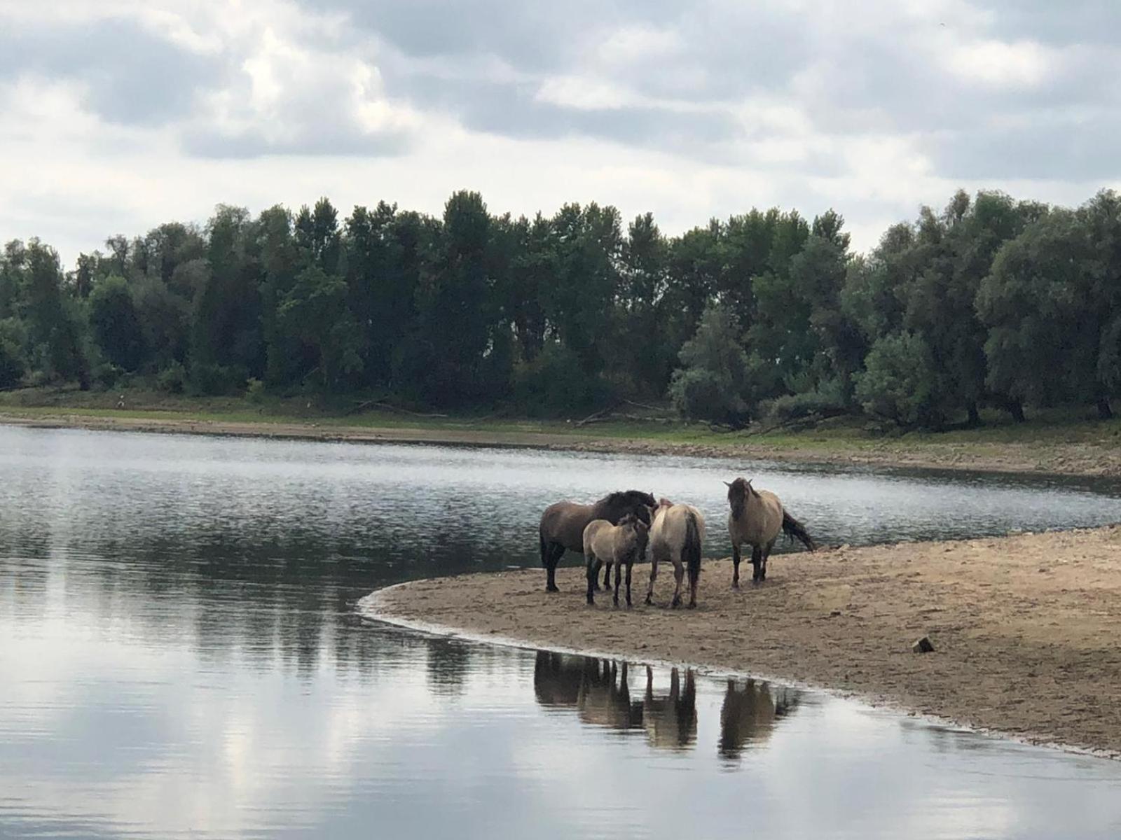 De Hazelaarshof Luxe Glampingtent Bij Natuurgebied De Millingerwaard Kekerdom Dış mekan fotoğraf
